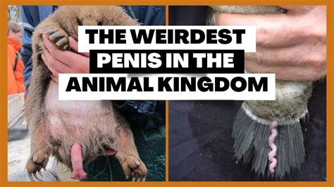 animal cumshots|Nine of the Weirdest Penises in the Animal Kingdom.